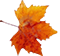 Autumn Leaf